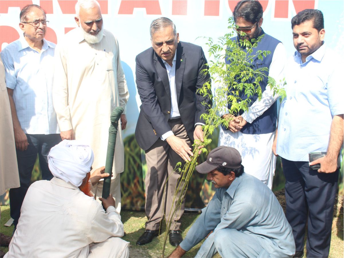 Winter Tree Plantation Drive