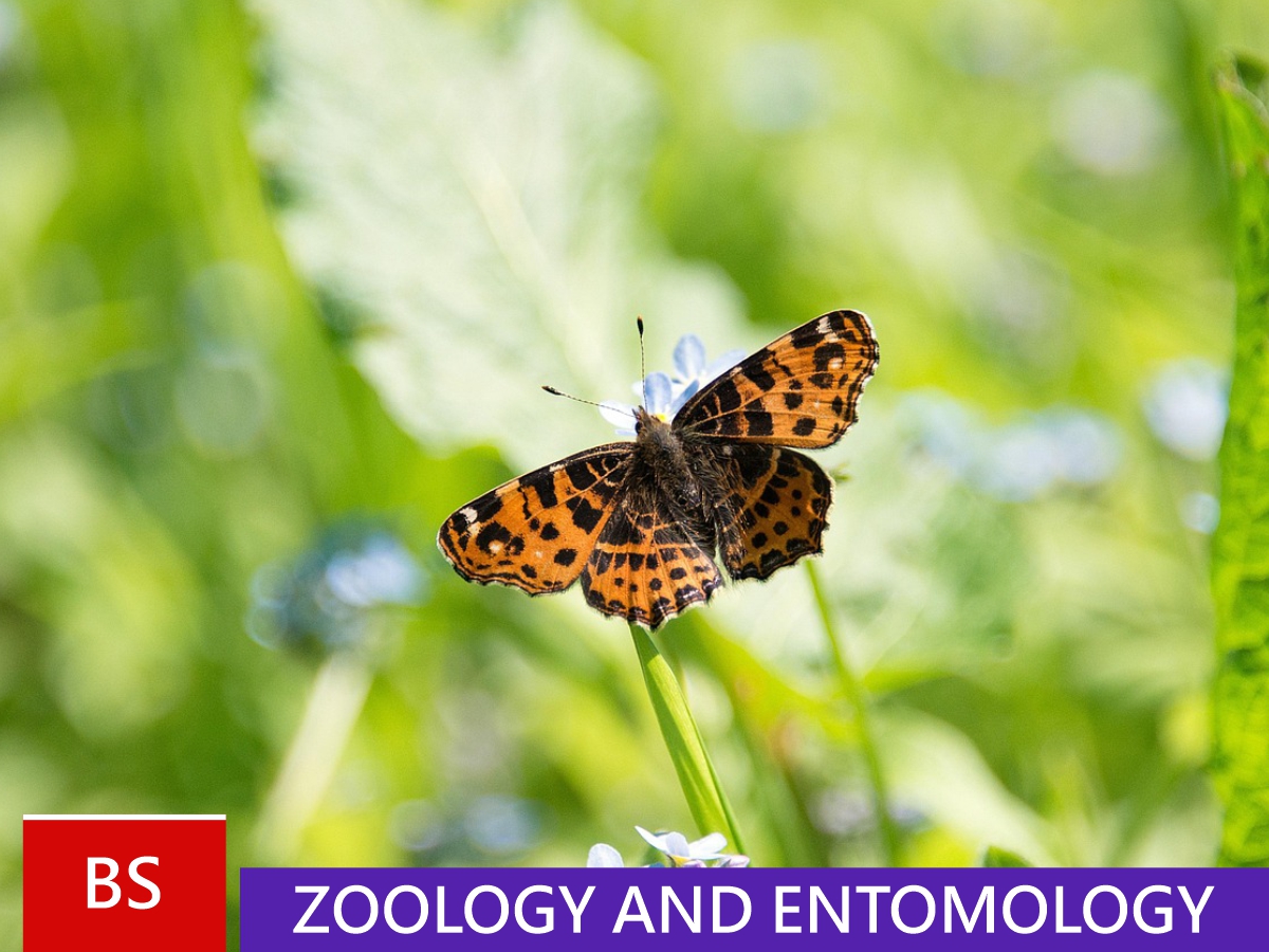  BS Zoology and Entomology