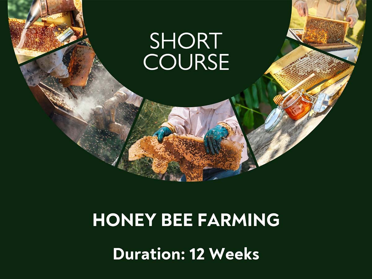 Honey Bee Farming