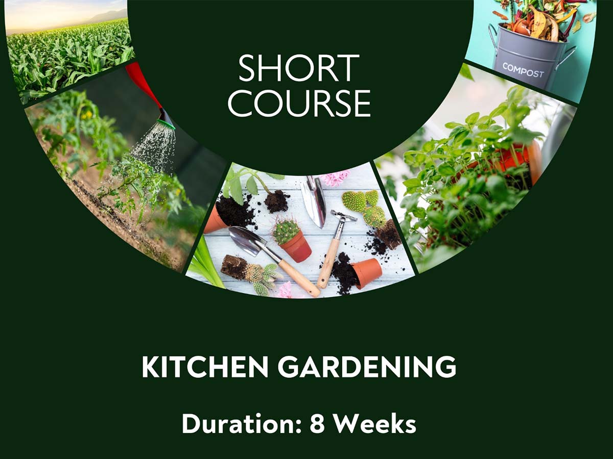 Kitchen Gardening