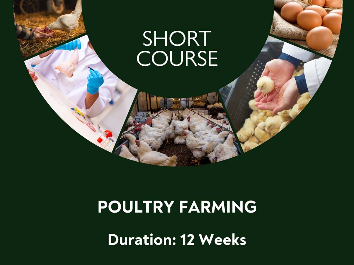 Poultry Farming