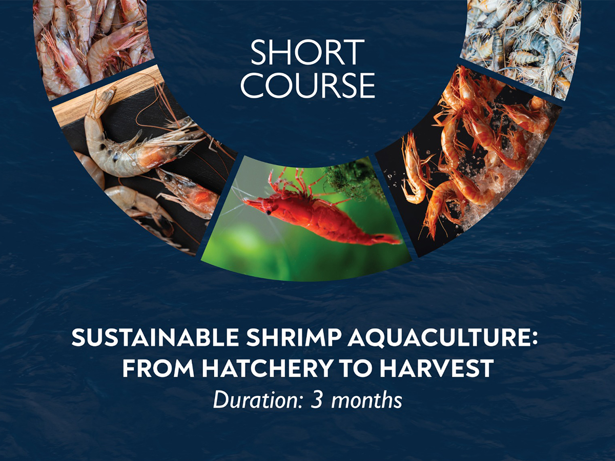 Sustainable Shrimp Aquaculture : From Hatchery to Harvest 
