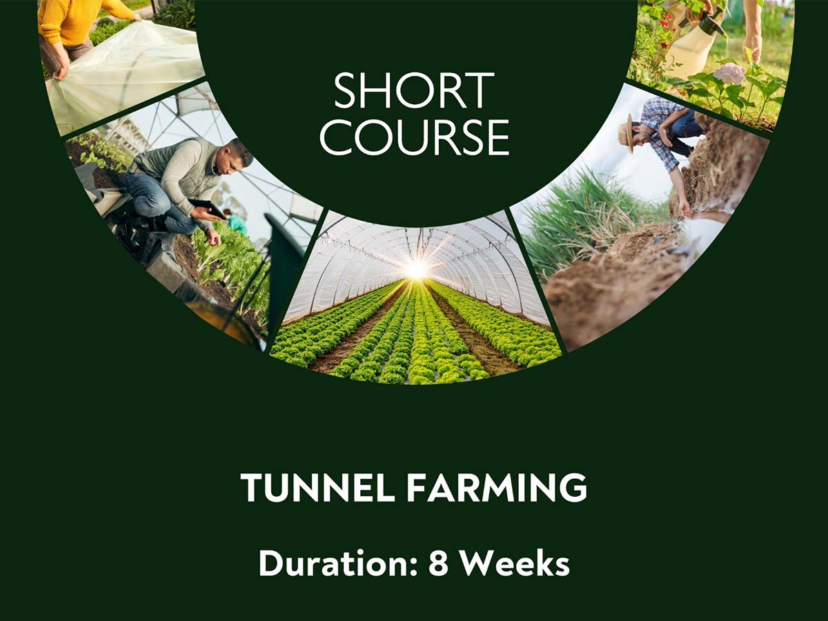Tunnel Farming